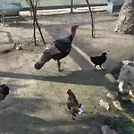 Quinta Dos Lagos Dom wakacyjny *
